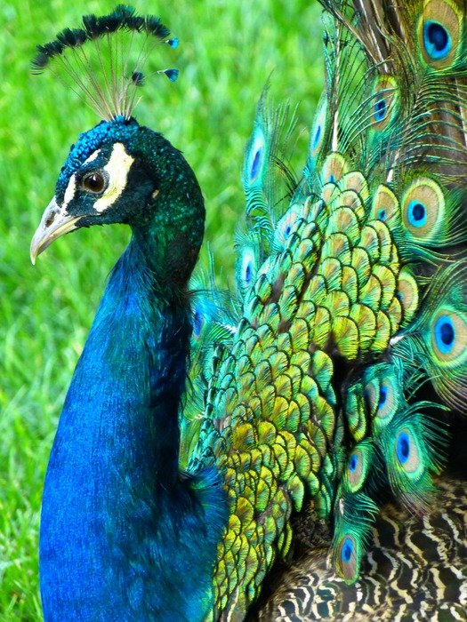 picture of the bright Peacock