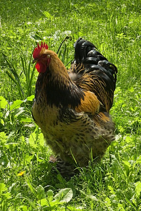 Colorful chicken on the grass in the countryside