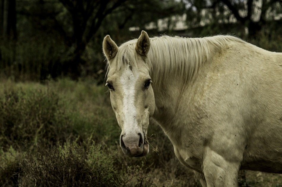 white horse in natural environment