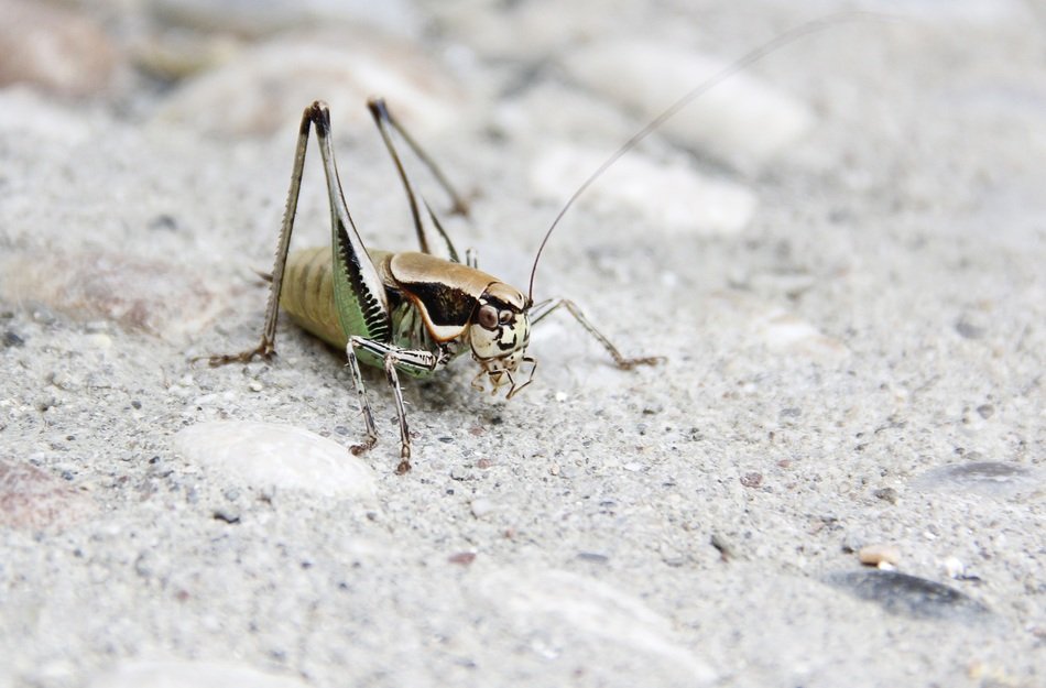 closeup picture of Grille Grasshopper on white sand