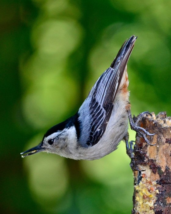 White-breasted nuthatch in wildlife free image download