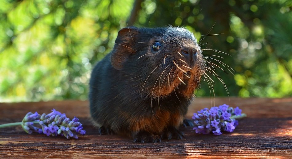 guinea pig and purple hyacinth