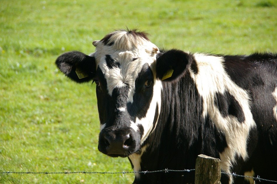 Cute black stained cow on the meadow