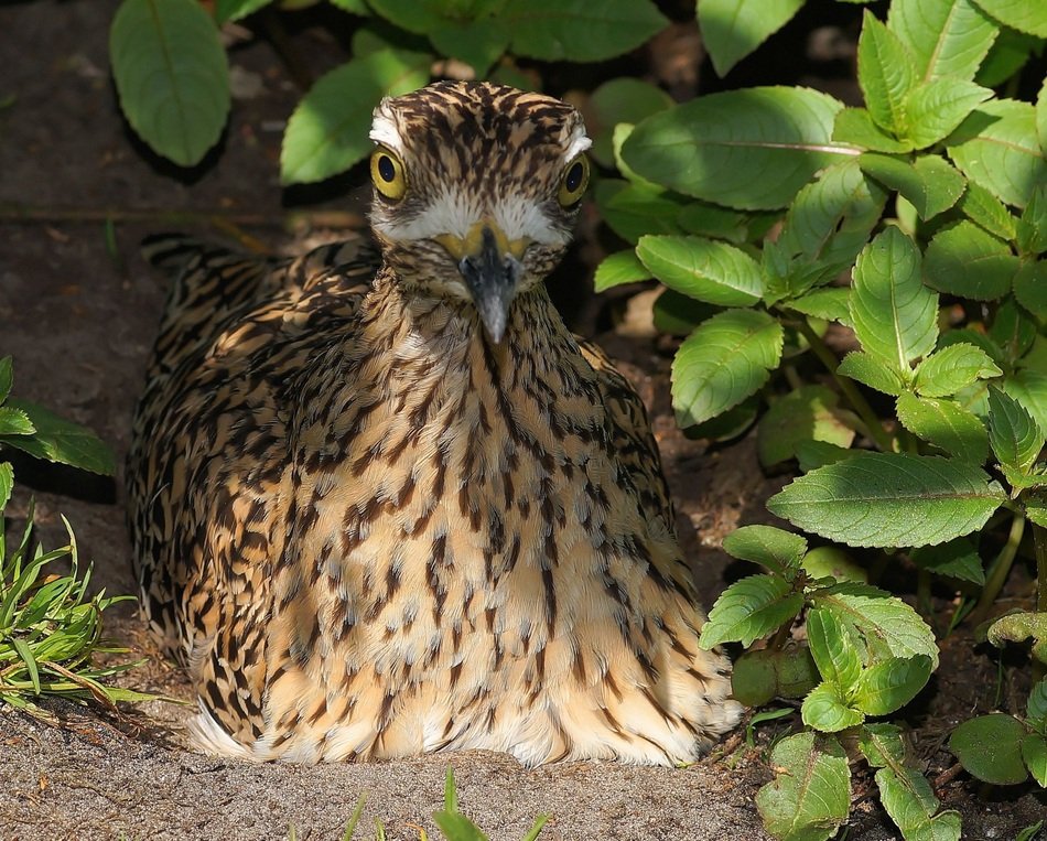 alert bird in the bushes