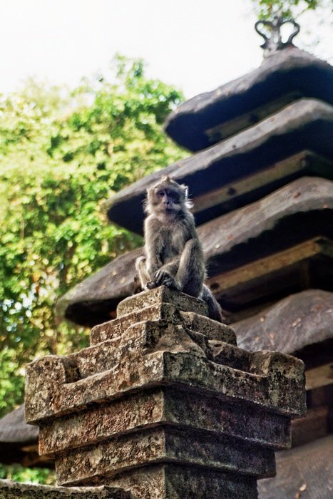 watchful monkey on the ruins of a castle