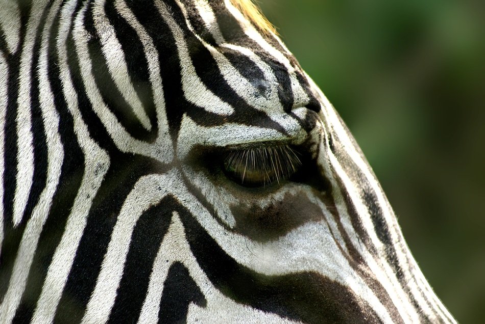 Portrait of the zebra