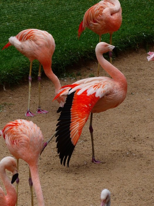flock of colorful pink flamingos in the reserve