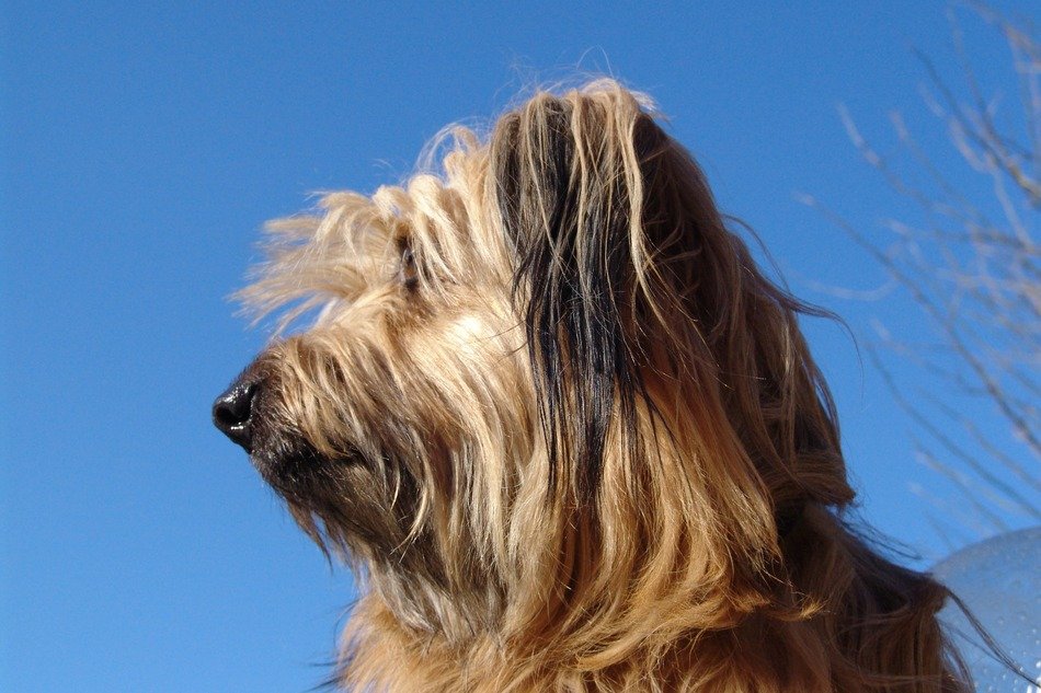 melancholy dog on a clear sky background