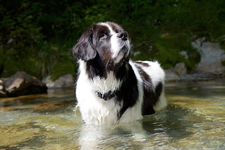 Picture of Landseer Dog in a water