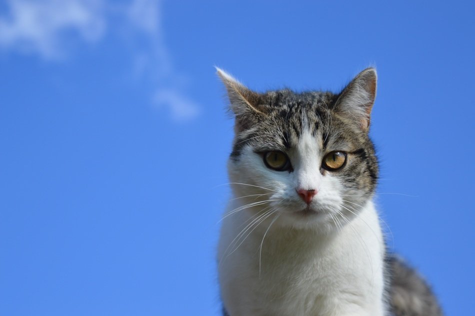 cat sits on a background of clear sky