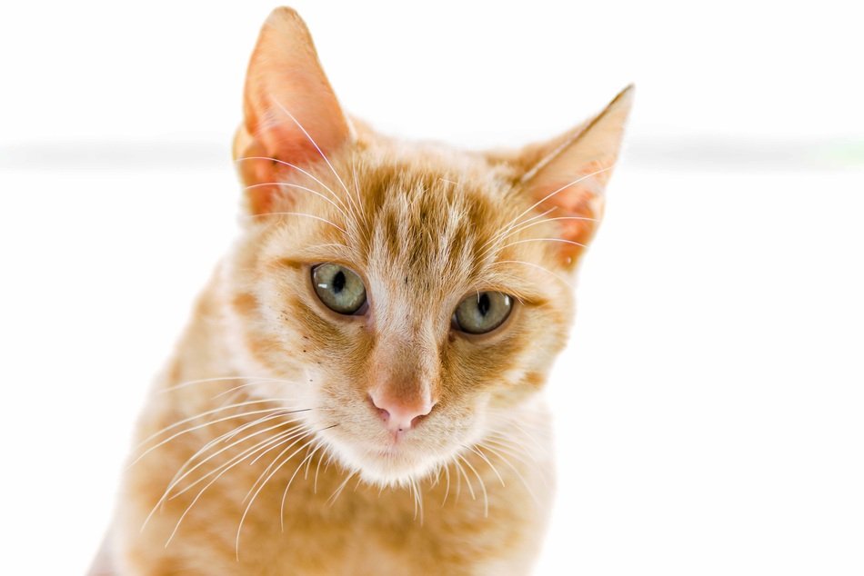 red kitten with green eyes on a white background