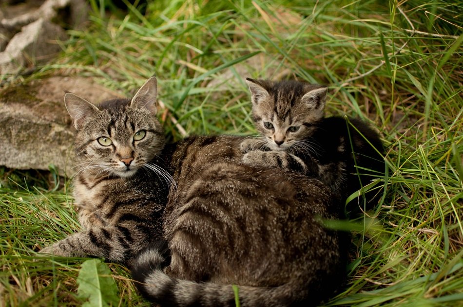 cat and sweet kitten