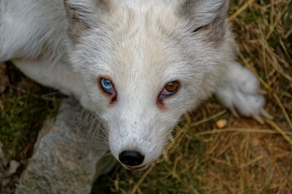 Arctic Fox with colored eyes