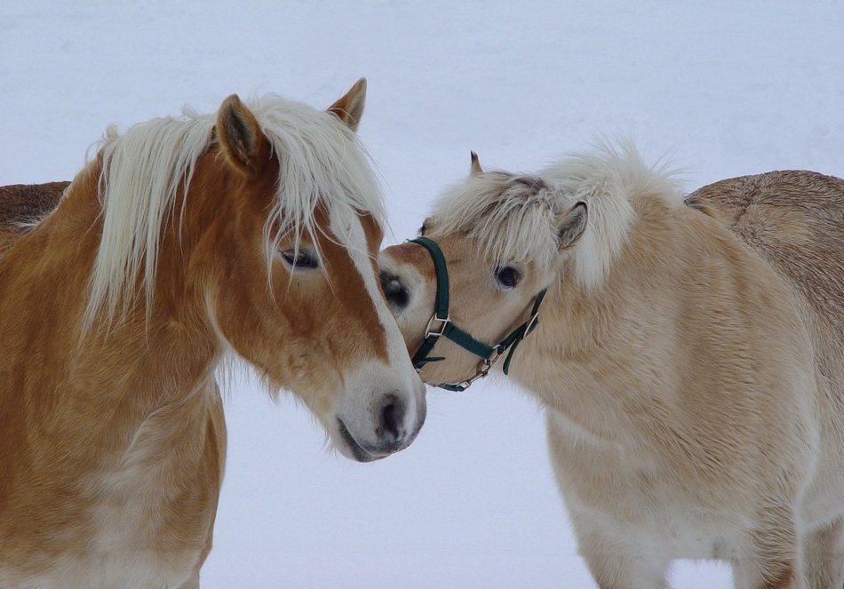 horse pair in winter