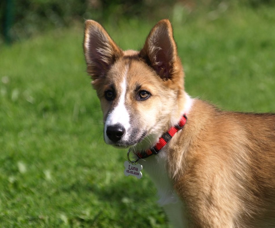 non-purebred dog with a red collar close-up on blurred background