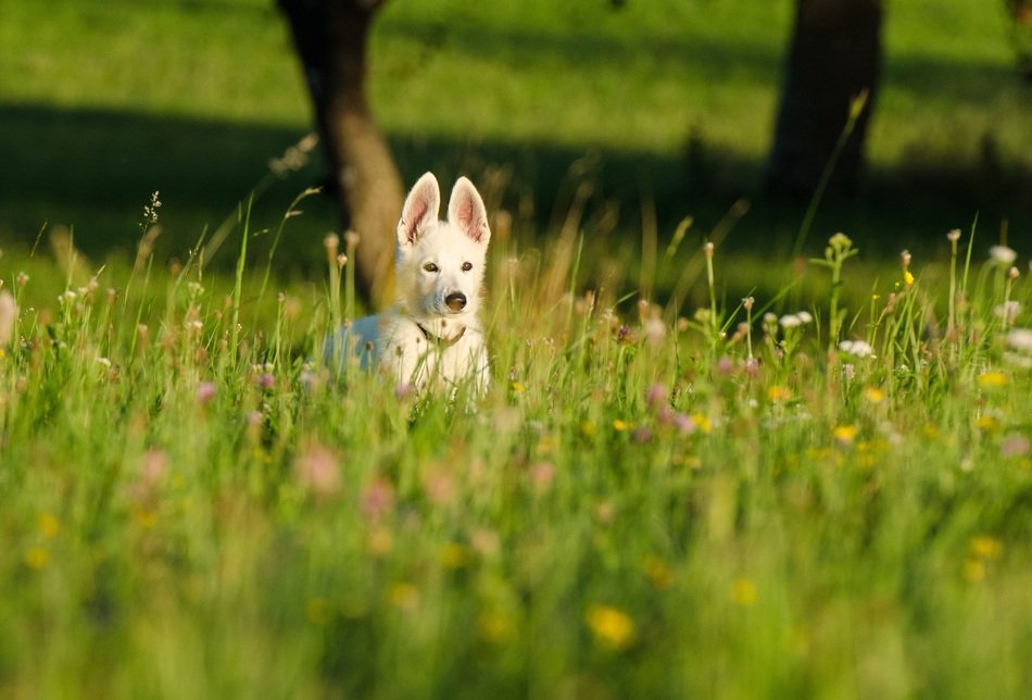Dog Puppy in Flower Meadow