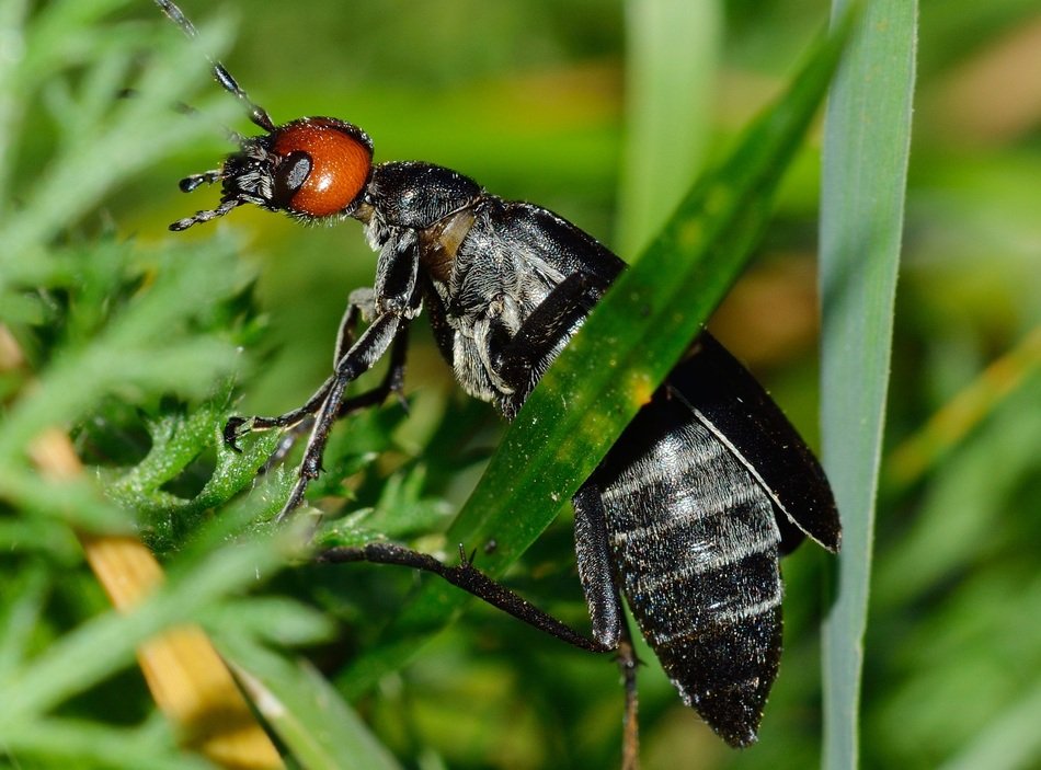 black insect closeup