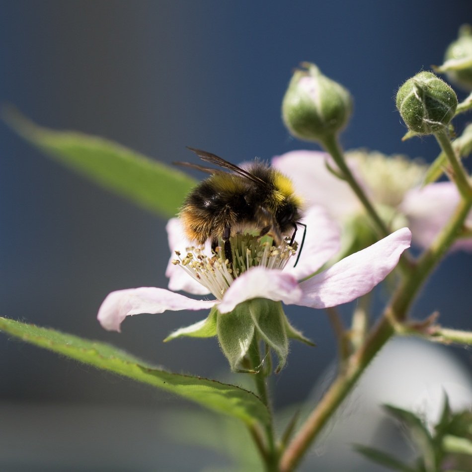 bumblebee pollinates light pink flowers