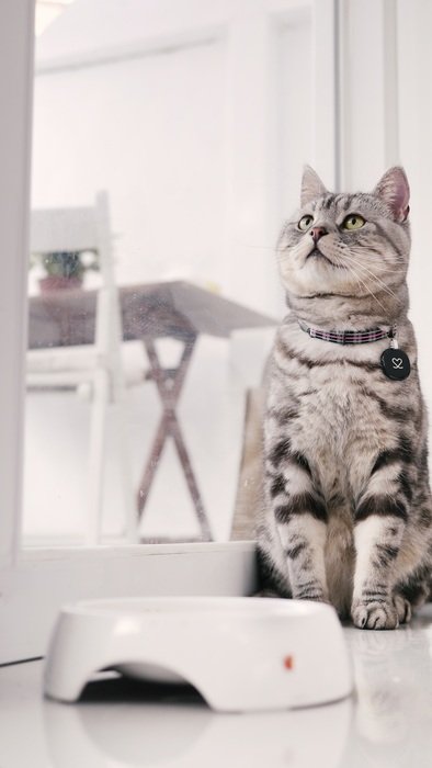 domestic cat near the bowl