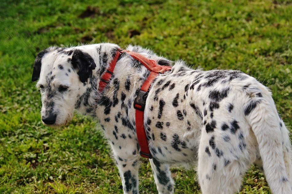 black and white spotted dog for a walk