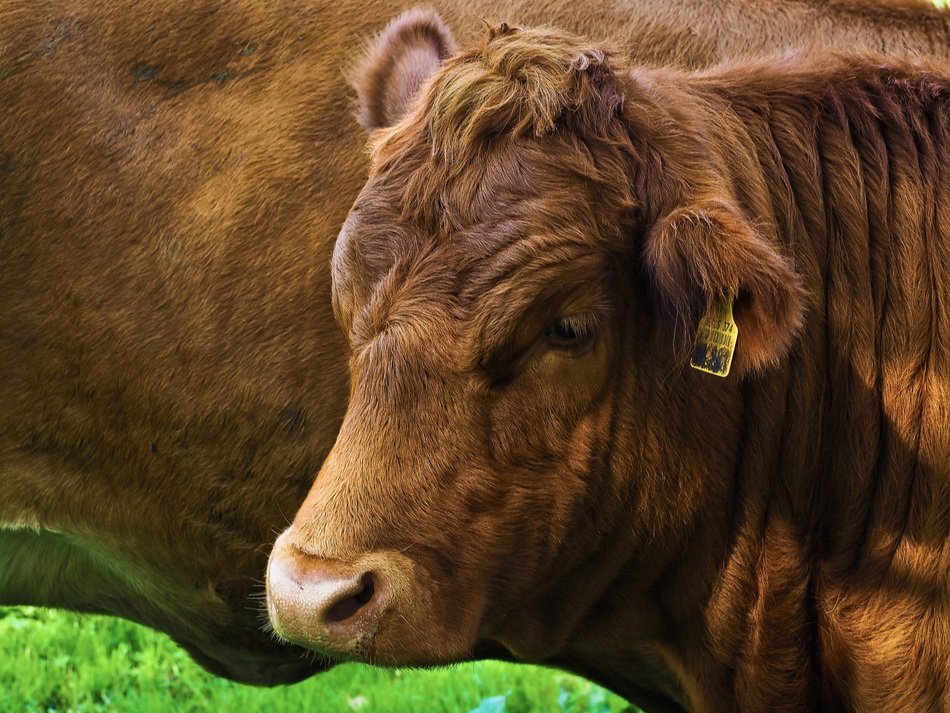Beefs on the meadow