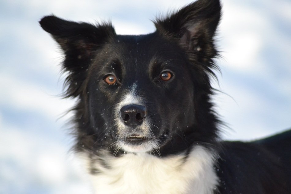 Border Collie dog in a winter