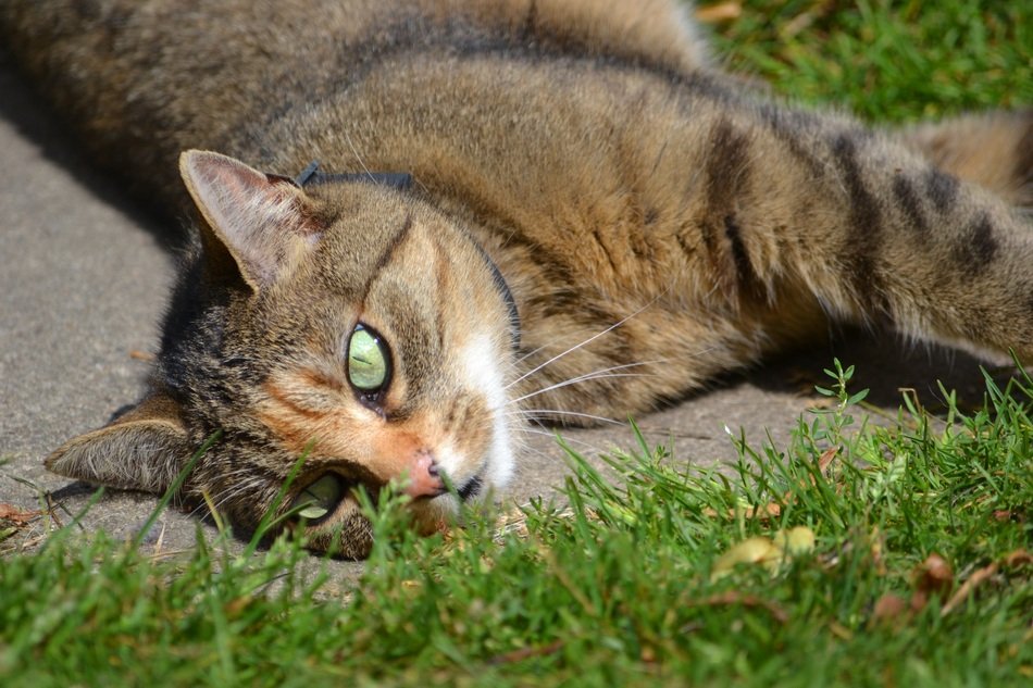 Cute Cat in the grass