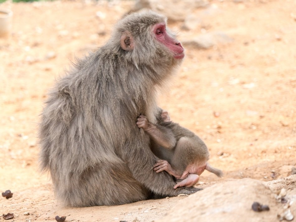 monkey with a child on a stone