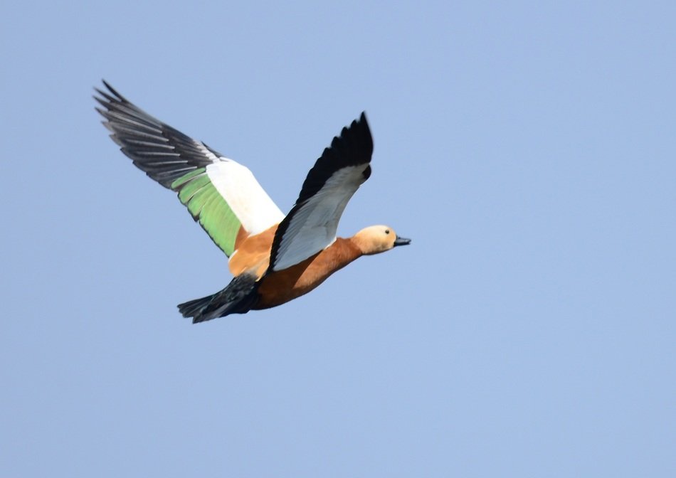 shelduck in flight