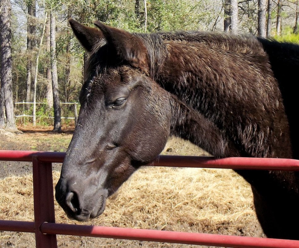 wondrous Black Horse