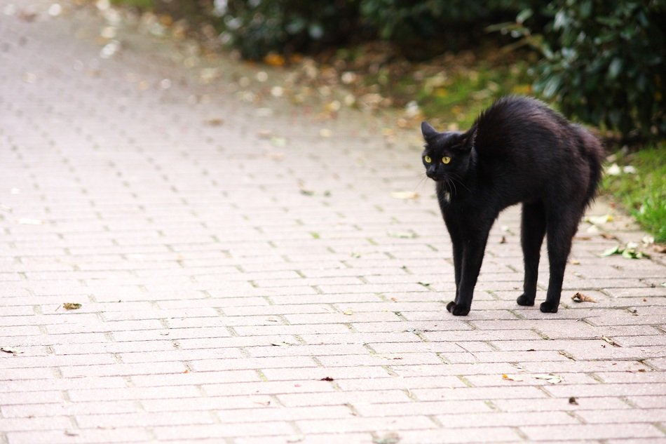 black cat on the road