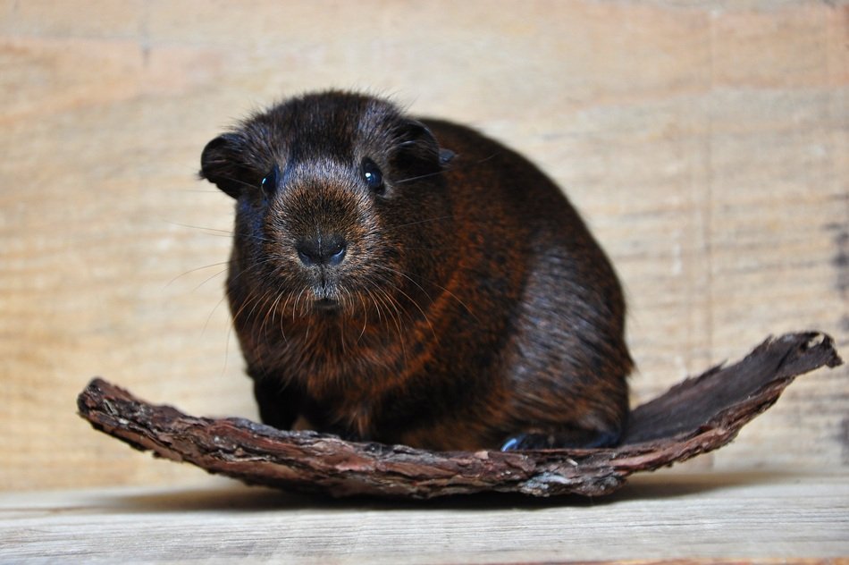 cute Guinea pig on the cork