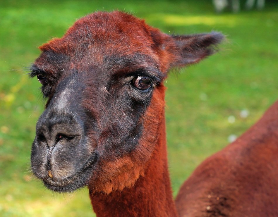 perfect beautiful Alpaca