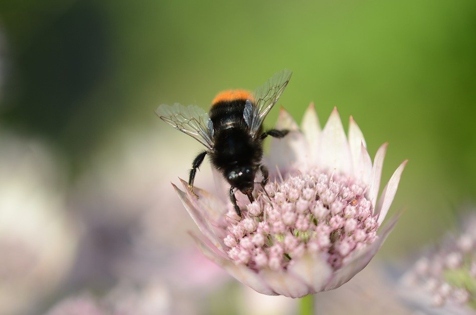 Macro picture of bee on a Pink and white flower