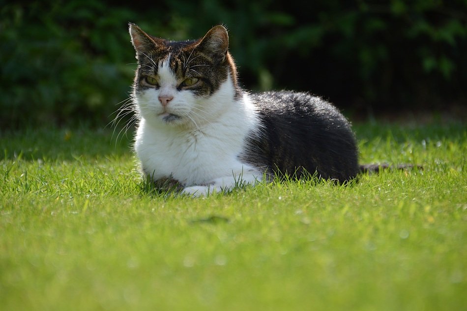 domestic cat lying on the grass