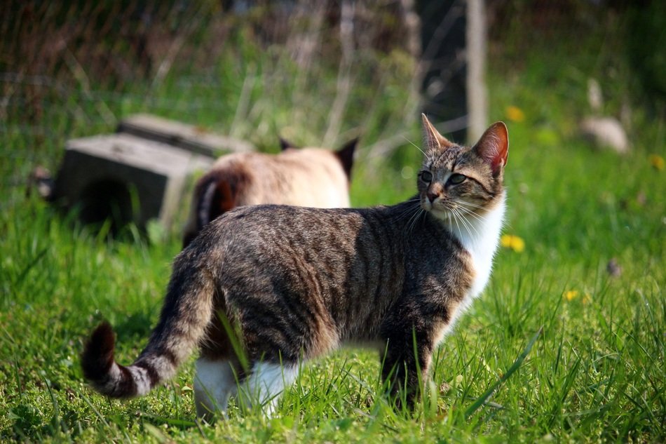 tabby domestic cat on the green grass