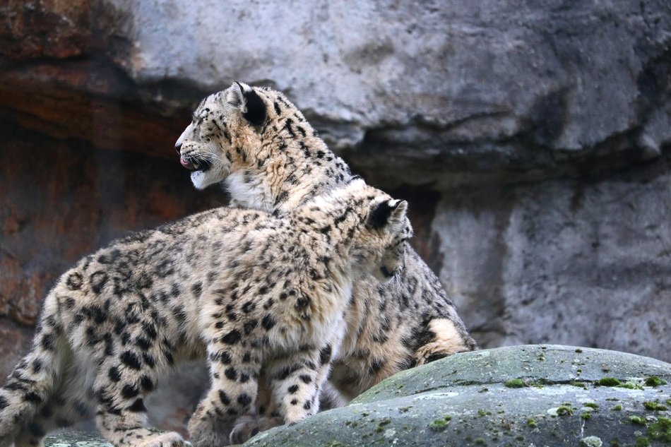 enchanting Snow Leopard