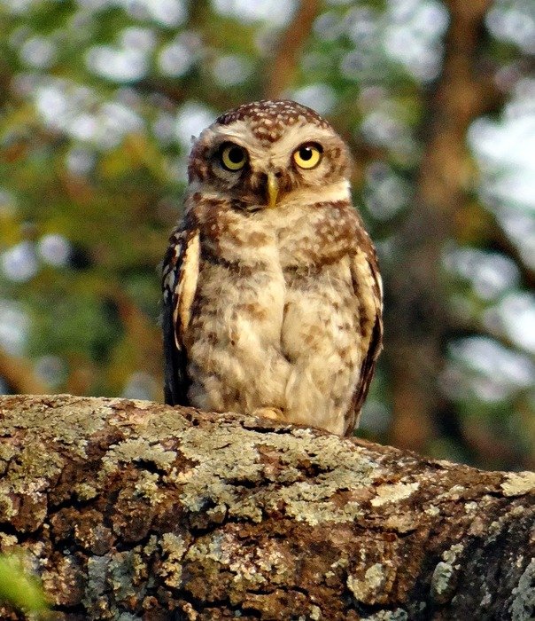 spotted owlet in wildlife