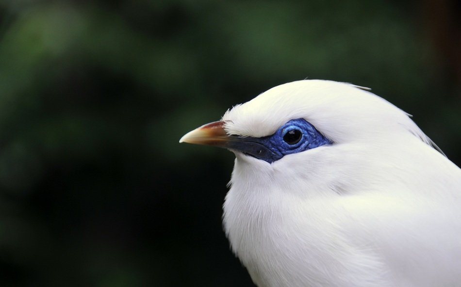 Bird of Bali myna, Leucopsar rothschildi, close up