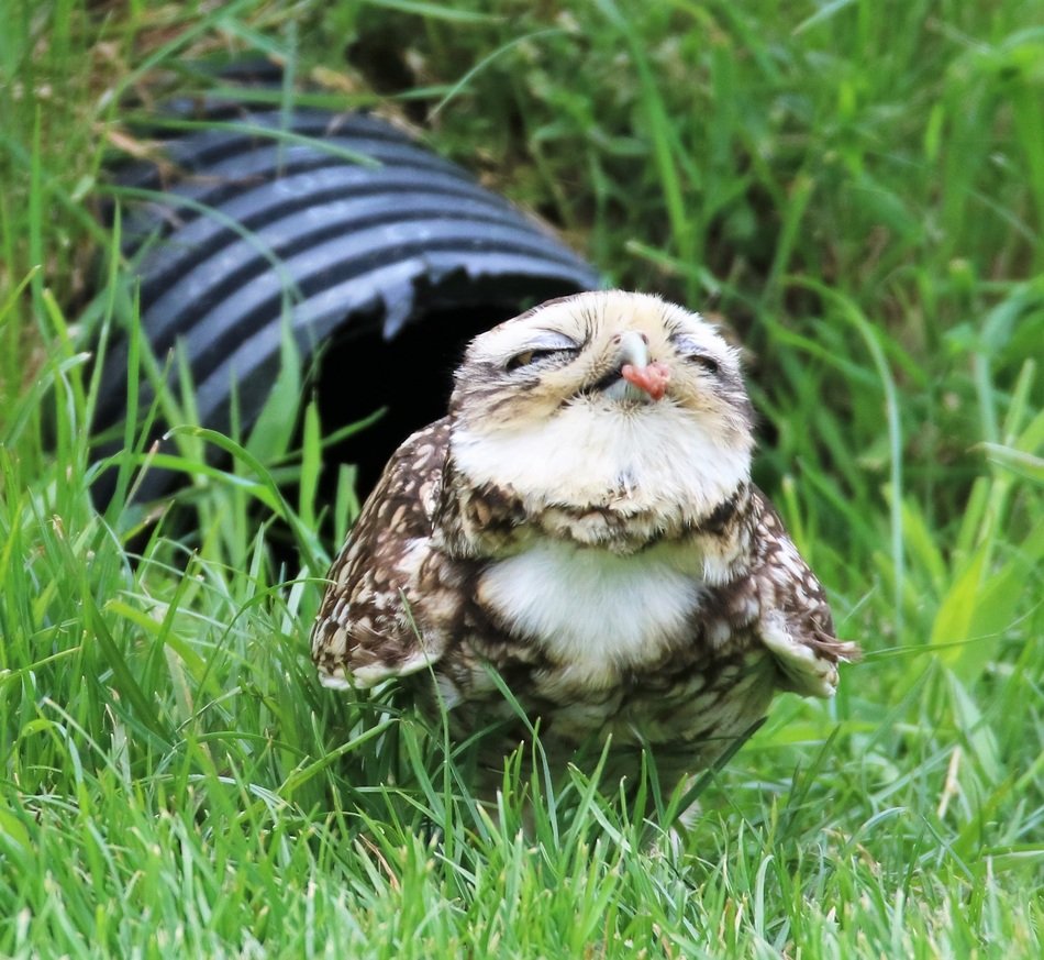 unmatched Small Owl