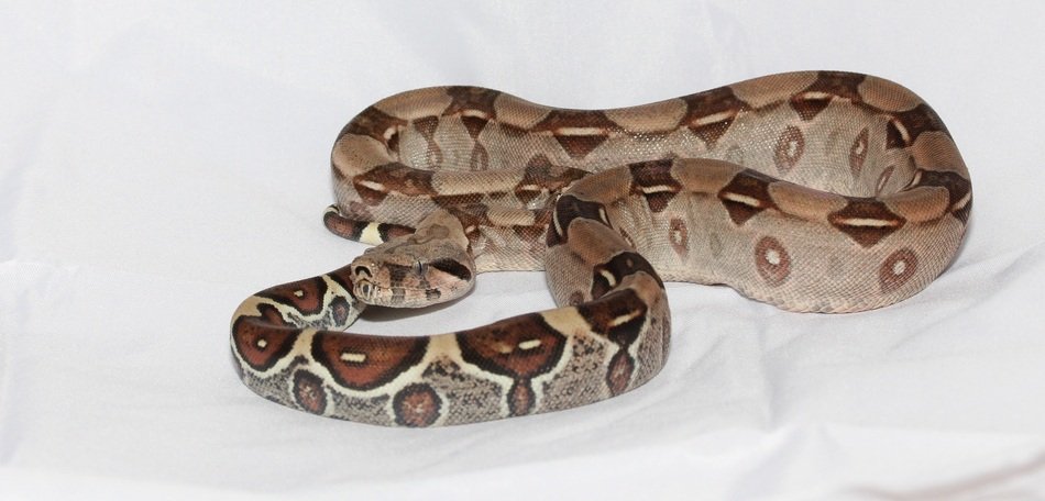 Emperor snake on the white floor