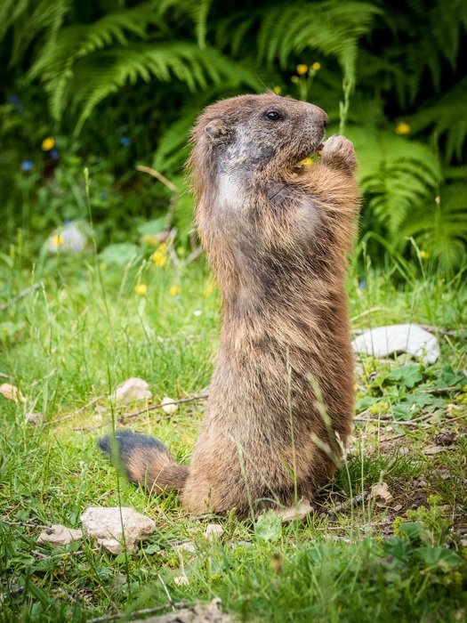 Picture of Marmots in the wildlife