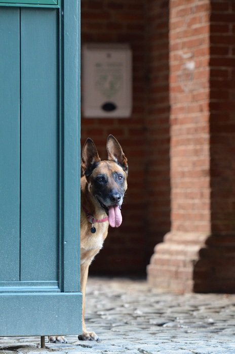 Cute and colorful Malinois dog behind the blue door