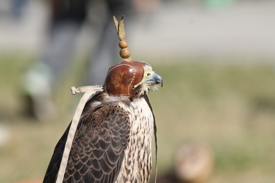 portrait of Common Buzzard at the Bird Show