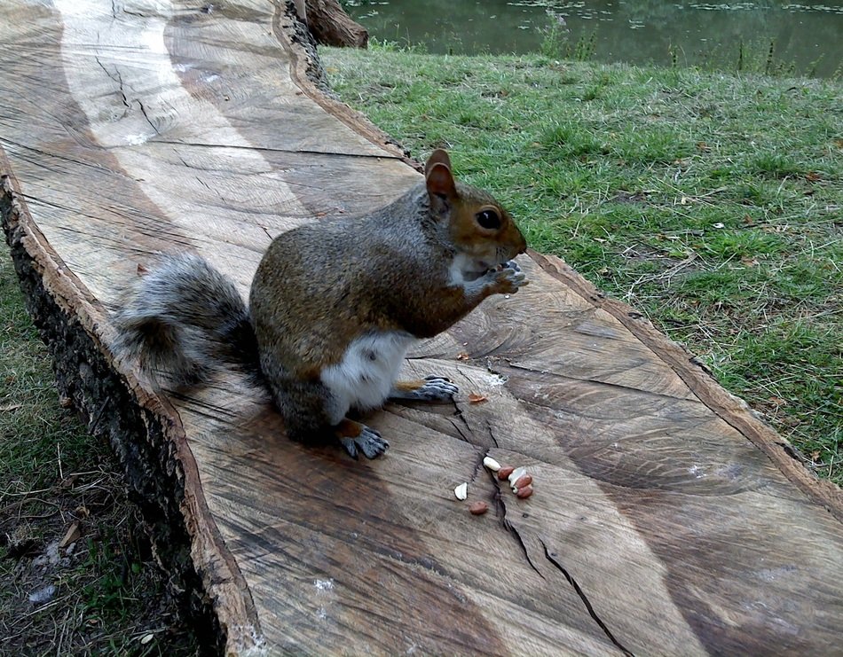 picture of the Squirrel in the park