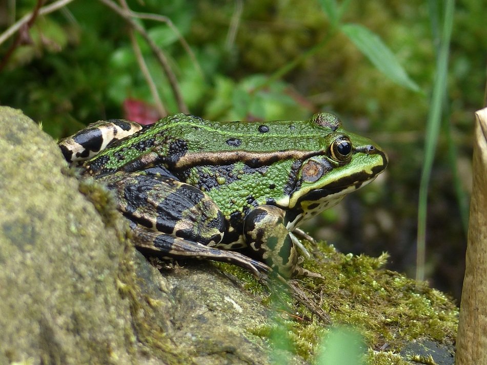 dark green frog on the shore of a garden pond