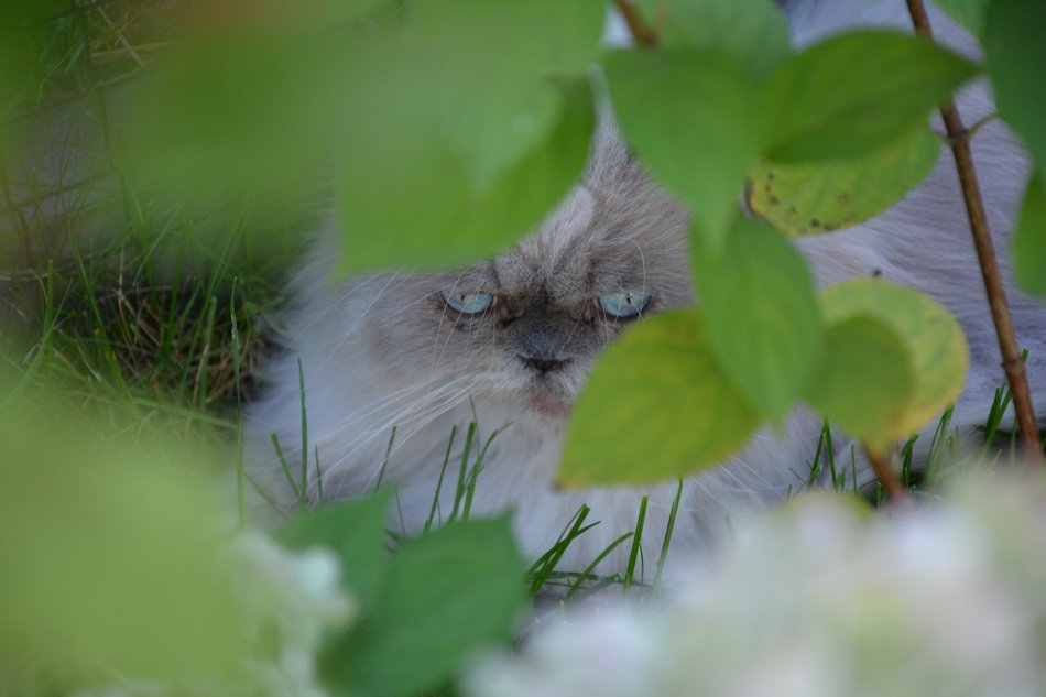gray persian cat in the bushes