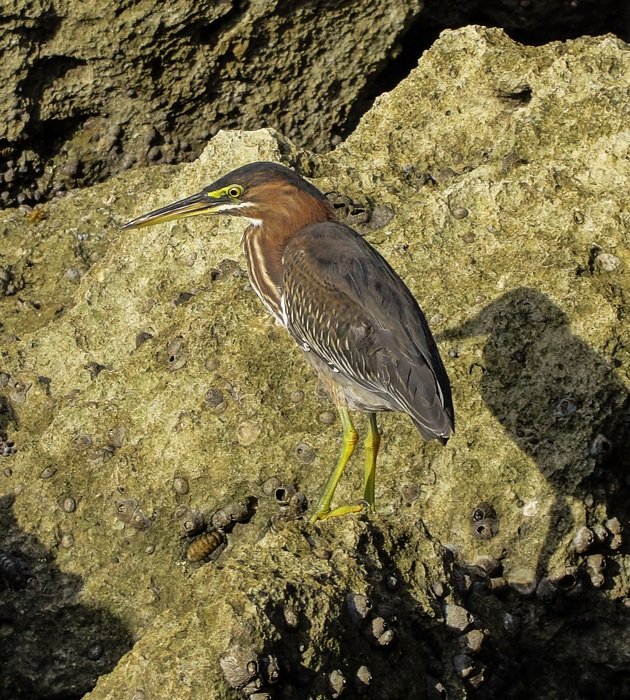 heron on the beach stone