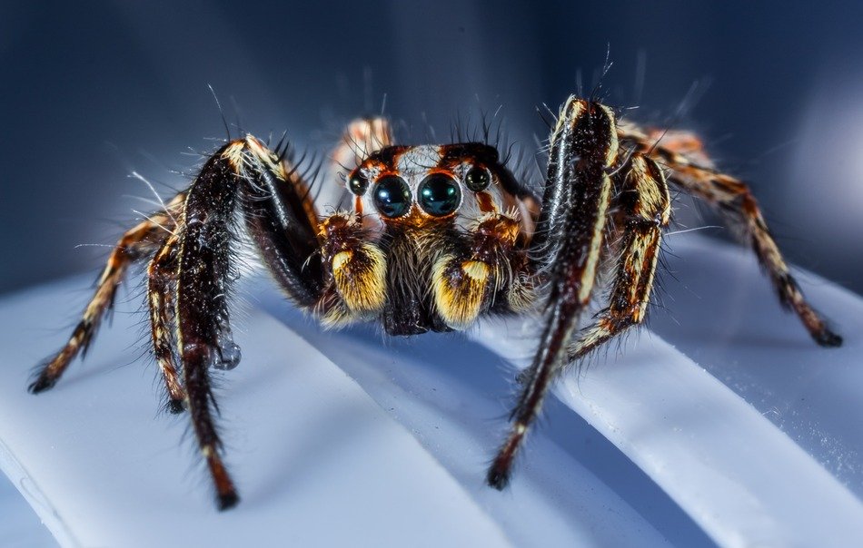 Small spider with big eyes