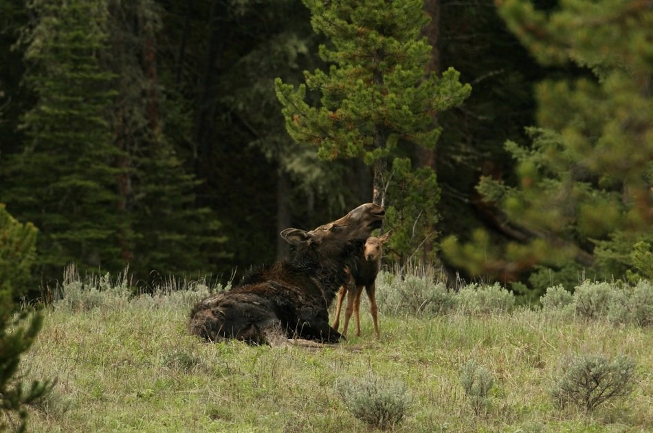Moose and deer